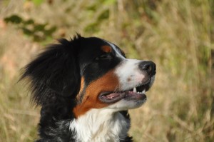 bernese-mountain-dogs-496548_1280