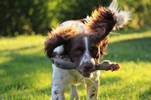 springer-spaniel-1458484_960_720